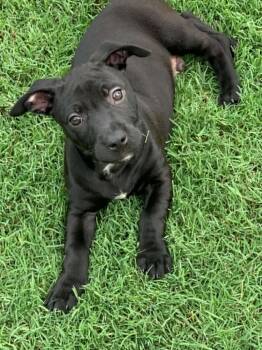 Robby -  Dachshund Dog for Adoption in Center Square, Pennsylvania - Robby | PetCurious