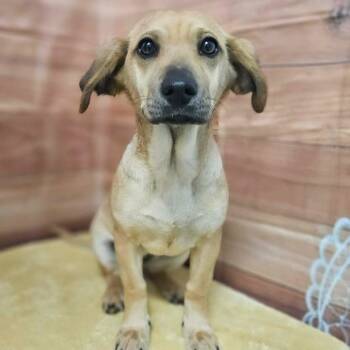 Basset Hound and Labrador Retriever Dogs Available for Adoption - Bria | PetCurious