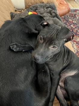 Abraham -  Pit Bull Terrier and Mixed Breed Dog for Adoption in Morristown, New Jersey - Abraham | PetCurious