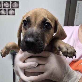 Tater -  Boxer and Hound Dog for Adoption in Hattiesburg, Mississippi - Tater | PetCurious
