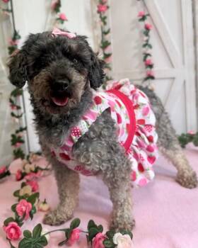 Licorice -  Miniature Poodle Dog for Adoption in New Stanton, Pennsylvania - Licorice | PetCurious