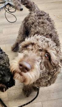 Standard Poodle Dogs Available for Adoption - Winston | PetCurious