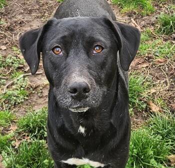 Josie Hanna -  Labrador Retriever and Bulldog Dog for Adoption in Andover, Massachusetts - Josie Hanna | PetCurious