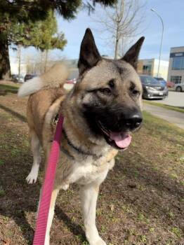 Akita Dogs Available for Adoption in Maple Ridge, British Columbia - Ahsoka | PetCurious