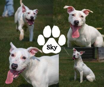 Sky -  Pit Bull Terrier Dog for Adoption in Winchester, Kentucky - Sky | PetCurious