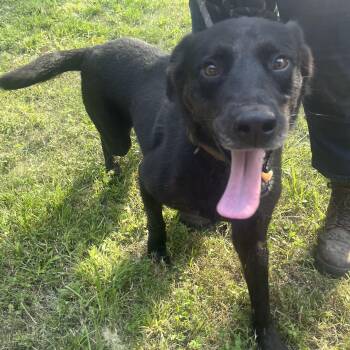 Rescue Labrador Retriever Dogs for Adoption in Spring, Texas - KING | PetCurious