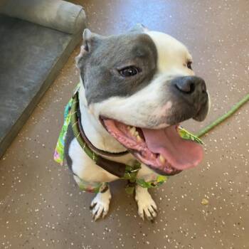 Knuckles -  American Staffordshire Terrier Dog for Adoption in Belleville, Illinois - Knuckles | PetCurious