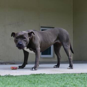 Princessa -  Pit Bull Terrier Dog for Adoption in Ottawa, Kansas - Princessa | PetCurious