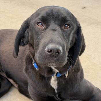 Hound and Pit Bull Terrier Dogs Available for Adoption in Durango, Colorado - Daisy | PetCurious