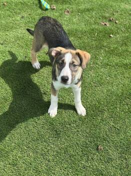 Mixed Breed Dogs Available for Adoption - Wyatt | PetCurious