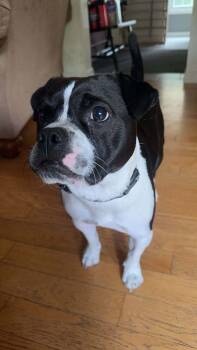 Rescue Mixed Breed Dogs for Adoption in Shelburne, Vermont - Louie | PetCurious
