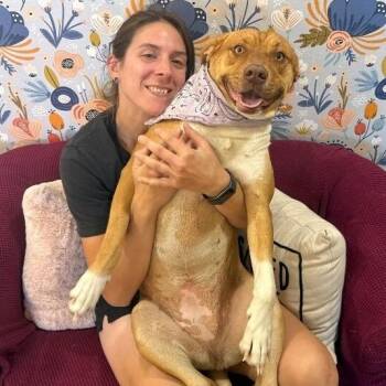 Butterscotch Sweet As Pie -  Beagle and Labrador Retriever Dog for Adoption in Friendswood, Texas - Butterscotch Sweet As Pie | PetCurious