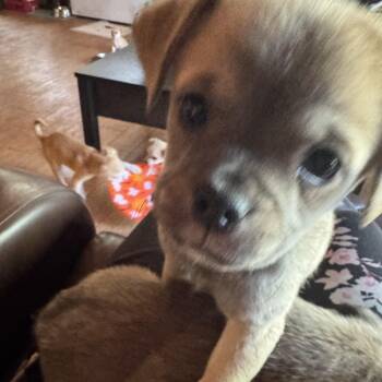 Woolfy -  Pug and Spaniel Dog for Adoption in Seal Beach, California - Woolfy | PetCurious