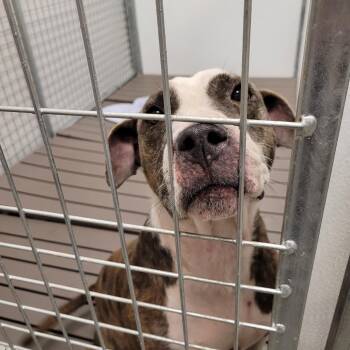 Genie -  Pit Bull Terrier and Mixed Breed Dog for Adoption in Madisonville, Tennessee - Genie | PetCurious