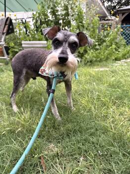 Henry the Schnauzer -  Schnauzer Dog for Adoption in Lockhart, Texas - Henry The Schnauzer | PetCurious