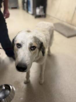 EMMA FROST -  Great Pyrenees and Mixed Breed Dog for Adoption in Riverside, California - EMMA FROST | PetCurious