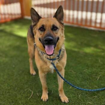 BULLET -  German Shepherd Dog Dog for Adoption in Las Vegas, Nevada - BULLET | PetCurious
