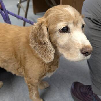 Found Dog -  Cocker Spaniel Dog for Adoption in Buffalo, Wyoming - Found Dog | PetCurious
