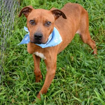 Kimbo -  Pit Bull Terrier Dog for Adoption in Beaumont, Texas - Kimbo | PetCurious