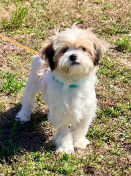 Shih Tzu Dogs Available for Adoption - Christabel | PetCurious