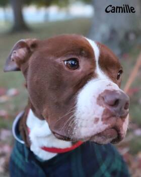 Rescue Pit Bull Terrier and Mixed Breed Dogs for Adoption in Parma, Ohio - Camille | PetCurious