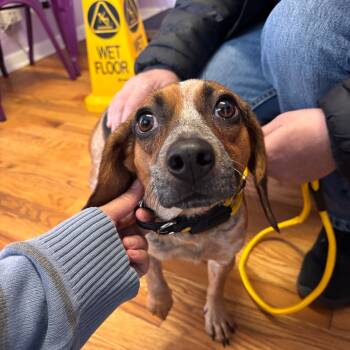 Rescue Beagle Dogs for Adoption in Northbrook, Illinois - Dirty Martini | PetCurious