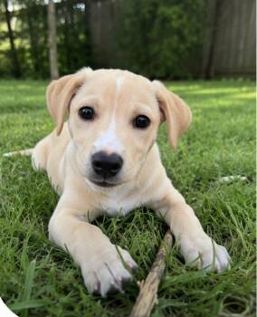 Goosey -  Puggle and Labrador Retriever Dog for Adoption in Orland Park, Illinois - Goosey | PetCurious