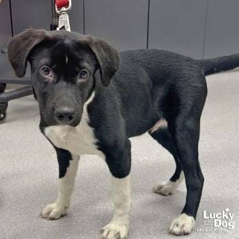 Sneakers -  Labrador Retriever and Terrier Dog for Adoption in Washington, District Of Columbia - Sneakers | PetCurious