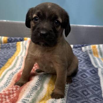 Beagle Dogs Available for Adoption in Mount Vernon, Indiana - Twigg | PetCurious