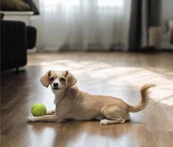 Cavalier King Charles Spaniel and Papillon Dogs Available for Adoption in Hawthorne, California - Sherman  | PetCurious