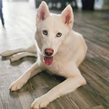 Husky Dogs Available for Adoption in Houston, Texas - Krypto | PetCurious