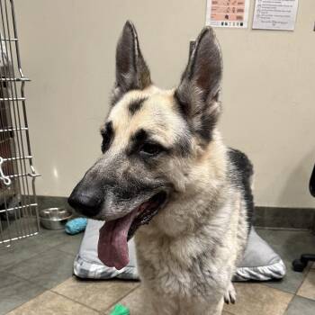 Draco (ON) -  Mixed Breed Dog for Adoption in Chattanooga, Tennessee - Draco (ON) | PetCurious