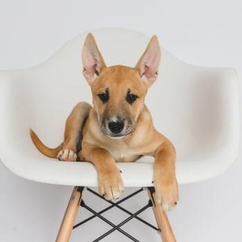 7-up -  Shepherd Dog for Adoption in Greensburg, Pennsylvania - 7-up | PetCurious