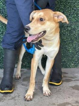 Lola -  Mixed Breed Dog for Adoption in El Paso, Texas - Lola | PetCurious
