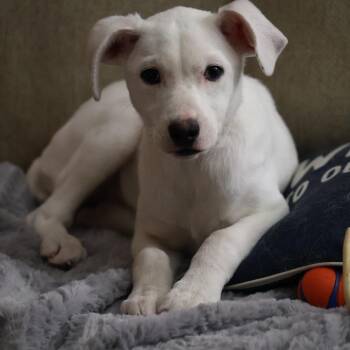 Mixed Breed Dogs Available for Adoption - Queso | PetCurious