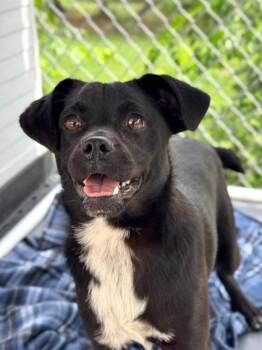 Pug and Cattle Dog Dogs Available for Adoption in Canyon Lake, Texas - Piggy Sue | PetCurious