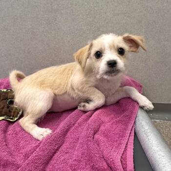 Sadie -  Mixed Breed Dog for Adoption in Hailey, Idaho - Sadie | PetCurious