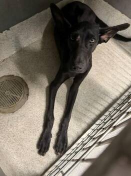 YODA -  Great Dane and German Shepherd Dog Dog for Adoption in Tallahassee, Florida - YODA | PetCurious
