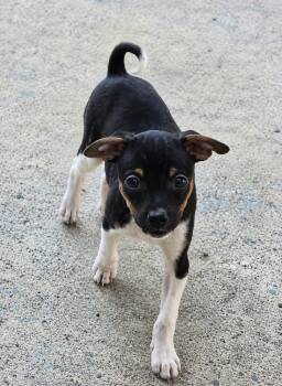 James -  Chihuahua Dog for Adoption in Colorado Springs, Colorado - James | PetCurious