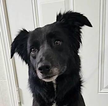 Miss Dakota -  Australian Shepherd and Border Collie Dog for Adoption in Hoopeston, Illinois - Miss Dakota | PetCurious