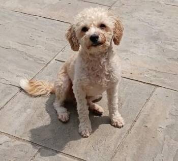 Bentley -  Poodle Dog for Adoption in Salisbury, Maryland - Bentley | PetCurious