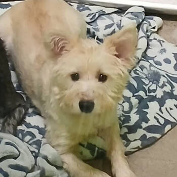 Rescue Schnauzer and Mixed Breed Dogs for Adoption in Spokane, Washington - Jinx | PetCurious