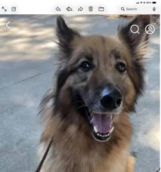 Bodhi -  German Shepherd Dog Dog for Adoption in Roswell, Georgia - Bodhi | PetCurious