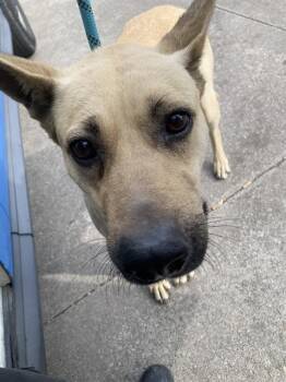 Mixed Breed Dogs Available for Adoption - NYA | PetCurious