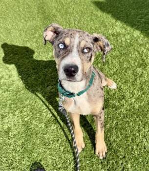 Drover -  Catahoula Leopard Dog Dog for Adoption in Downers Grove, Illinois - Drover | PetCurious