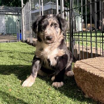 Petunia, Purple Collar -  Australian Shepherd and Mixed Breed Dog for Adoption in Ada, Minnesota - Petunia, Purple Collar | PetCurious