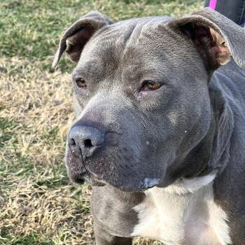 Bonnie -  Mixed Breed Dog for Adoption in Huntington, West Virginia - Bonnie | PetCurious