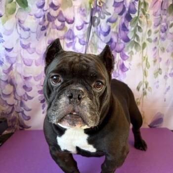 Momma -  English Bulldog Dog for Adoption in Tifton, Georgia - Momma | PetCurious