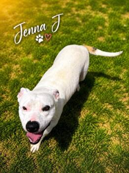 Jenna J -  Staffordshire Bull Terrier Dog for Adoption in Chattanooga, Tennessee - Jenna J | PetCurious