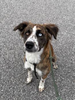 Rescue Mixed Breed Dogs for Adoption in Auburn, New Hampshire - Laney | PetCurious